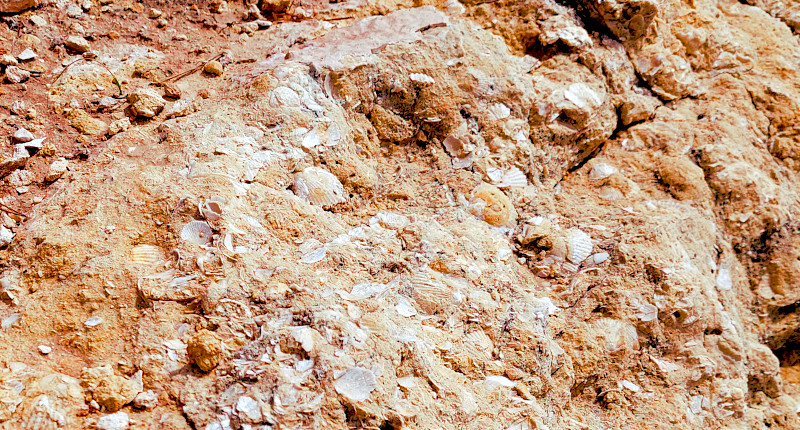 die Algarve Steilküste war wirklich einmal ein Meeresboden, wie man an den eingeschlossenen Fossilien erkennt