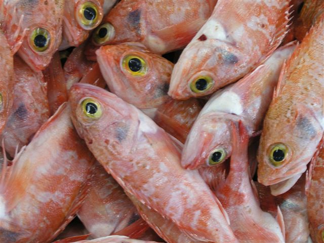 Fischmarkt Algarve