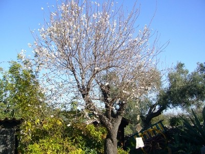 Überwinter an der Algarve, Mandelblüte im Frühjahr